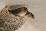 Cave Swallow