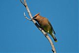 Cedar Waxwing