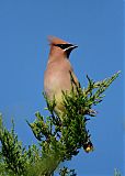 Cedar Waxwingborder=