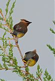 Cedar Waxwingborder=