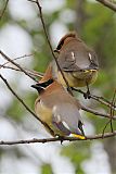 Cedar Waxwingborder=