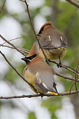 Cedar Waxwing