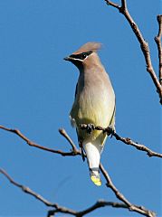 Cedar Waxwing