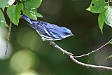 Cerulean Warbler