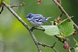 Cerulean Warbler