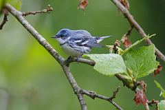 Cerulean Warbler