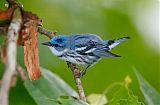 Cerulean Warbler