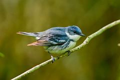 Cerulean Warbler