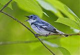 Cerulean Warbler