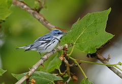 Cerulean Warbler