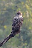 Changeable Hawk-Eagleborder=