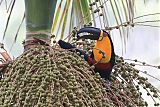 Channel-billed Toucanborder=