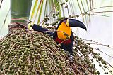 Channel-billed Toucanborder=