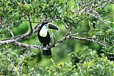 Channel-billed Toucanborder=