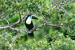 Channel-billed Toucan