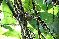 Checker-throated Stipplethroat