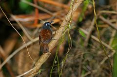 Chestnut-backed Antbird