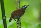 Chestnut-backed Antbirdborder=