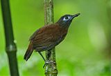 Chestnut-backed Antbird