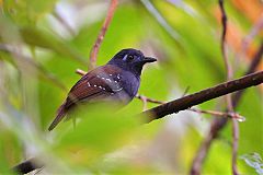 Chestnut-backed Antbird
