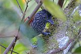 Chestnut-backed Antshrike