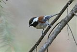 Chestnut-backed Chickadeeborder=