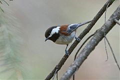 Chestnut-backed Chickadee