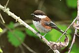 Chestnut-backed Chickadeeborder=