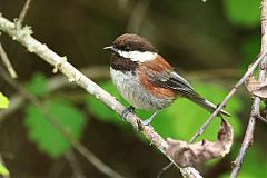 Chestnut-backed Chickadee