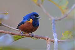 Chestnut-bellied Euphonia