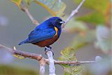 Chestnut-bellied Euphonia