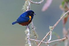 Chestnut-bellied Euphonia