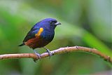 Chestnut-bellied Euphonia