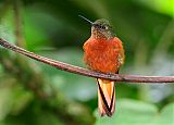 Chestnut-breasted Coronet