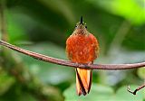 Chestnut-breasted Coronet