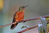 Chestnut-breasted Coronetborder=