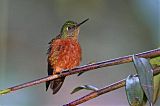 Chestnut-breasted Coronet