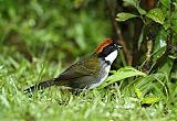 Chestnut-capped Brushfinchborder=