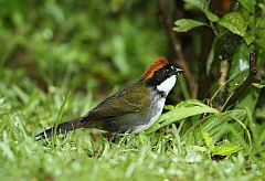 Chestnut-capped Brushfinch