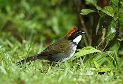 Chestnut-capped Brushfinch