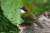 Chestnut-capped Brushfinchborder=