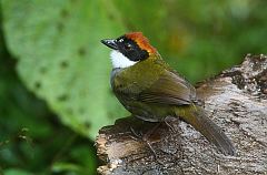 Chestnut-capped Brushfinch