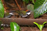 Chestnut-capped Brushfinchborder=