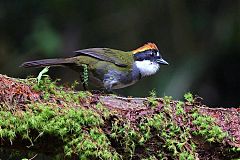 Chestnut-capped Brushfinch
