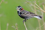 Chestnut-collared Longspur