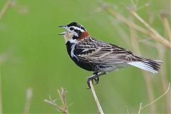 Chestnut-collared Longspur