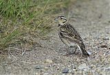 Chestnut-collared Longspur