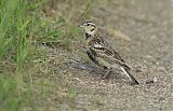 Chestnut-collared Longspur