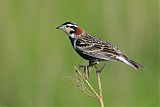 Chestnut-collared Longspur