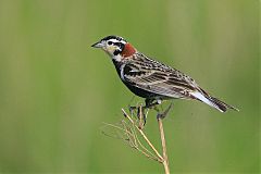 Chestnut-collared Longspur